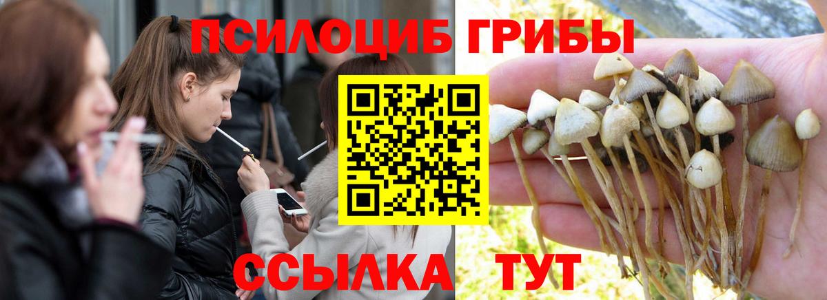 купить  цена  Вход с VPN  Заводоуковск  Галлюциногенные грибы Cubensis 